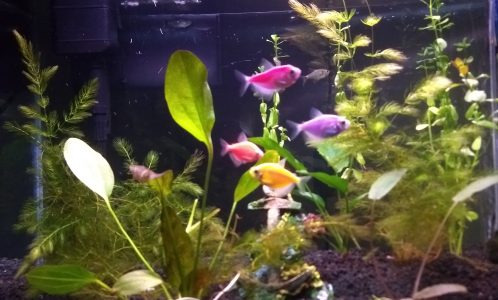 Bullshit For the Soul